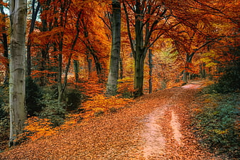 Vibrant Autumn Forest Path With Orange Leaves And Tall Trees