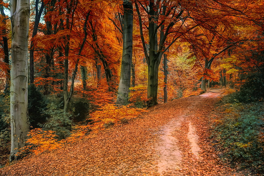 Vibrant Autumn Forest Path With Orange Leaves And Tall Trees