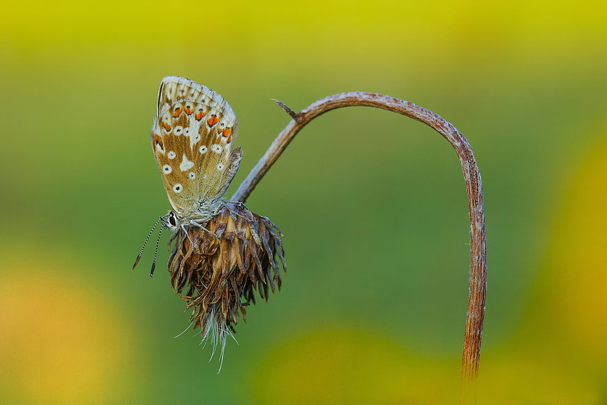 Macro of a butterfly resting on a dried flower head