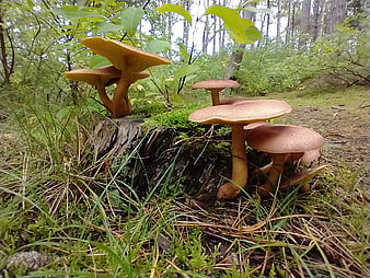 Wild mushrooms growing on a mossy tree stump in a forest