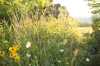Sunlit Wildflower Meadow with Yellow and White Blooms