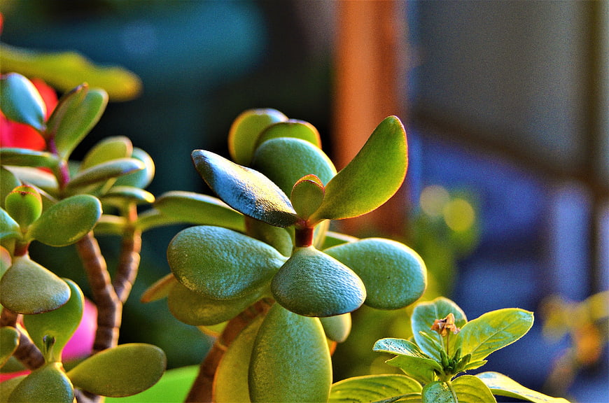 Close-up of Jade Plant Leaves with Sunlight