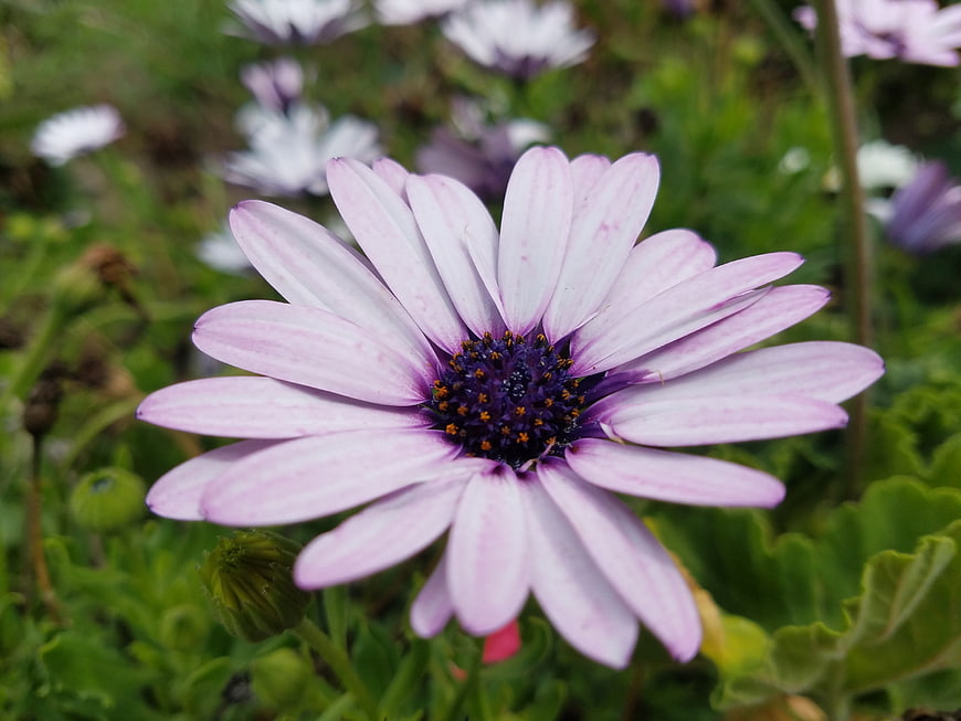 Close-up of a purple and white Osteospermum daisy flower