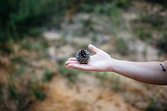 Hand holding pine cone in forest