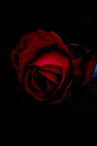 Dark moody red rose close-up on black background