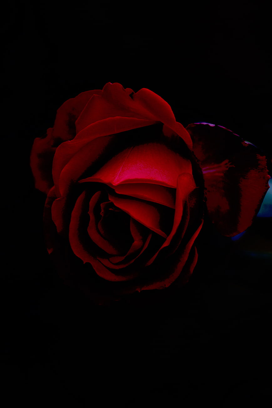 Dark moody red rose close-up on black background