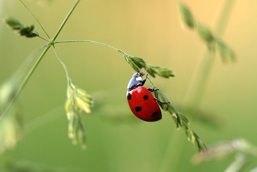 Red Ladybug on Green Grass Stem Close Up