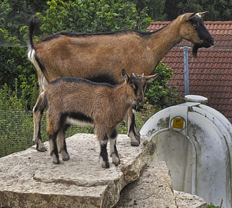 Mother Goat and Kid Standing on Stone in Farmyard