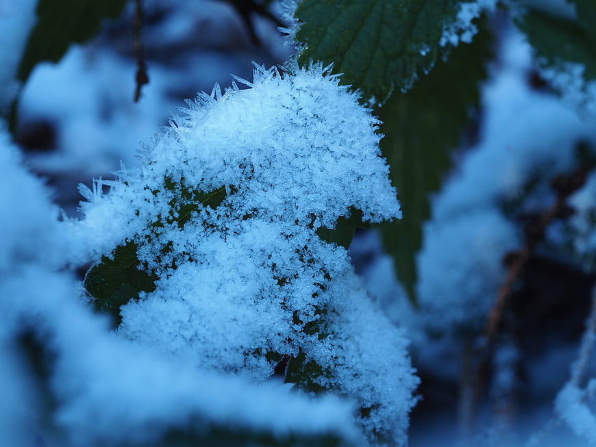 Close-up of frost crystals on green leaves in winter