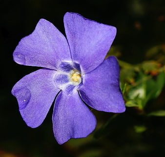 Close-up of vibrant purple periwinkle flower with yellow center