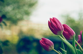 Pink Tulips in Bloom with Blurred Garden Background
