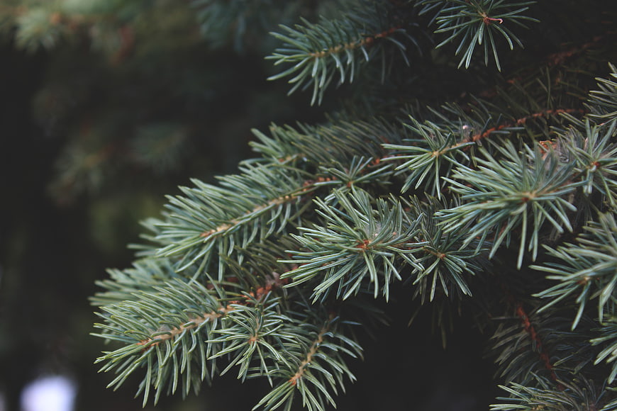 Close-up of Blue Spruce Pine Branches with Needles