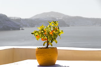 Potted Orange Tree on Balcony with Sea View