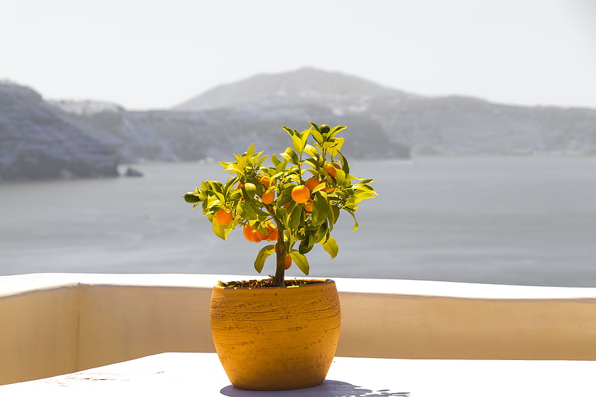 Potted Orange Tree on Balcony with Sea View