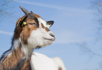 Close-up of a brown and white goat with ear tags against a blue sky