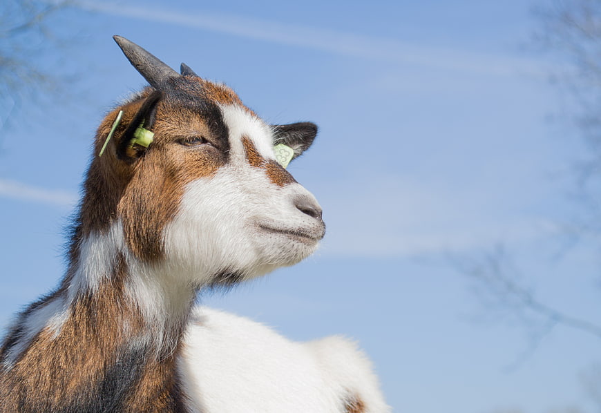 Close-up of a brown and white goat with ear tags against a blue sky