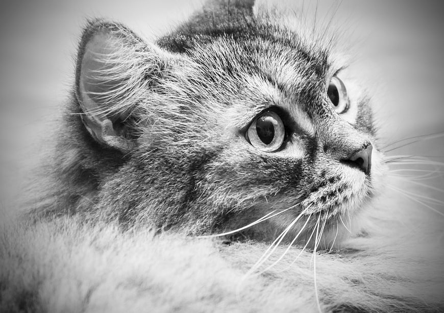 Close-up black and white portrait of a kitten looking up