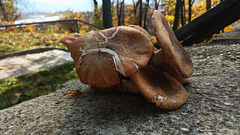 Close-up of brown mushrooms on stone in autumn park