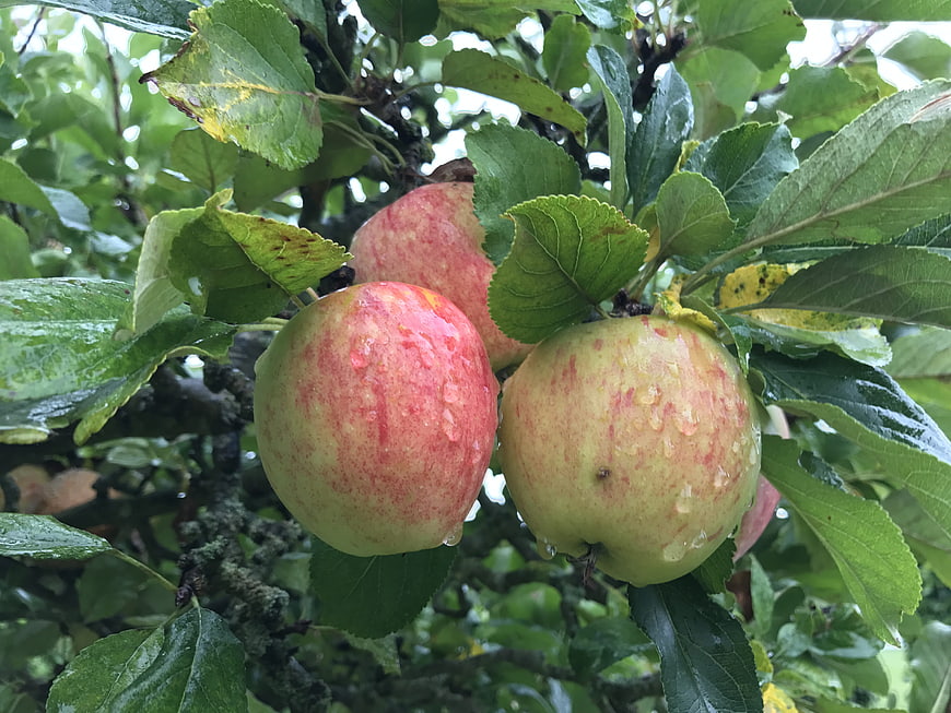 Ripe Red and Green Apples on Tree with Raindrops