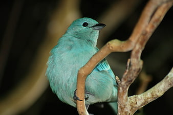 Close-up of a vibrant turquoise bird perched on a branch