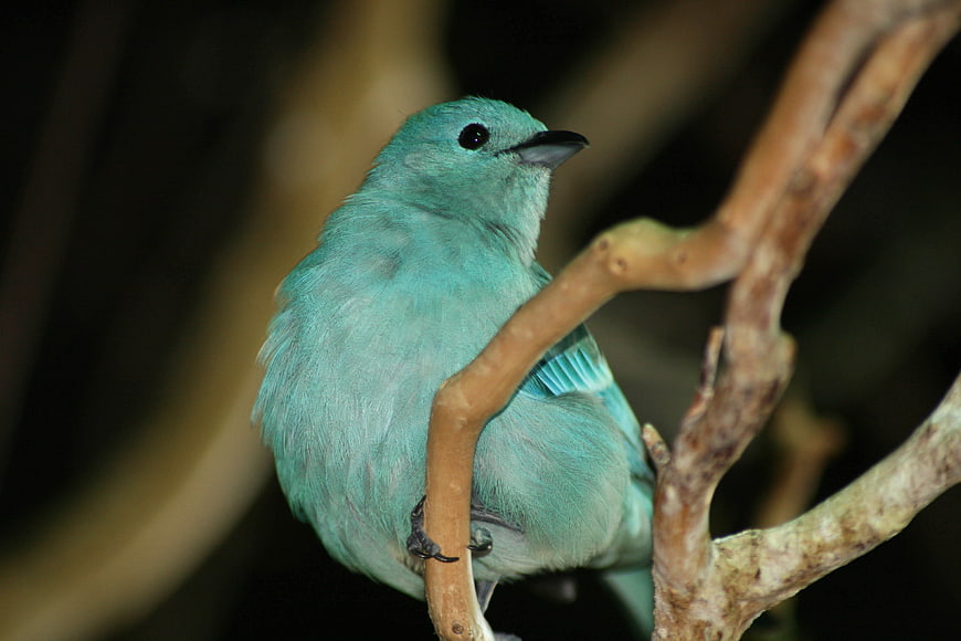 Close-up of a vibrant turquoise bird perched on a branch