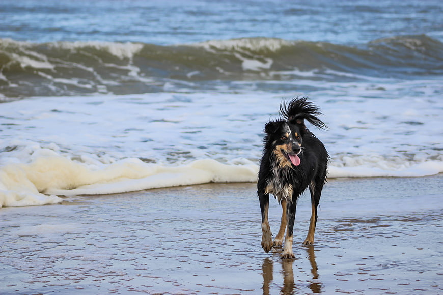 Happy wet border collie running on sandy beach with ocean waves