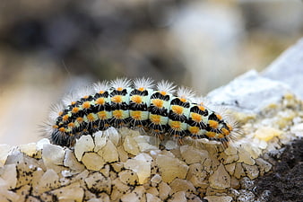 Close-up of Black, White, and Yellow Caterpillar on Rock