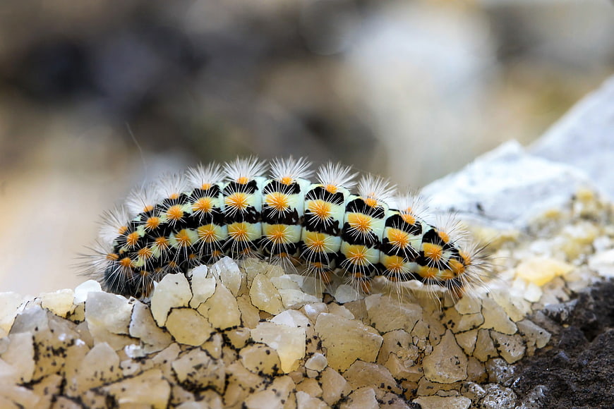 Close-up of Black, White, and Yellow Caterpillar on Rock