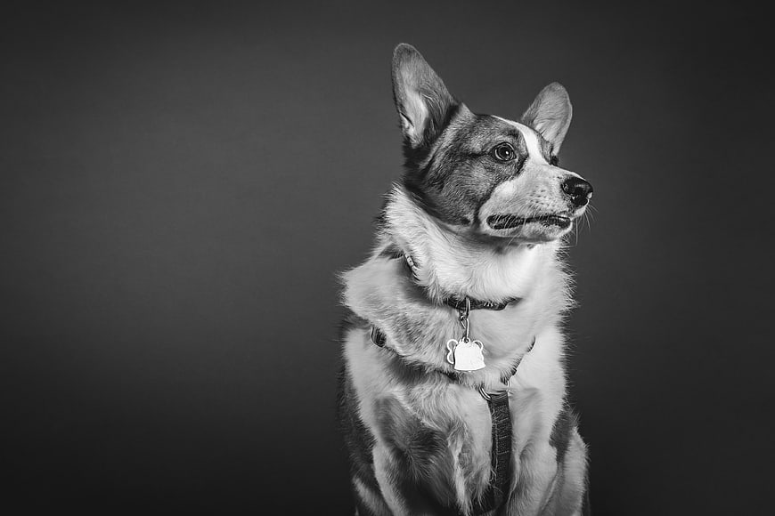 Black and white portrait of a corgi dog looking away
