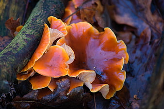 Vibrant Orange Chanterelle Mushrooms on Forest Floor