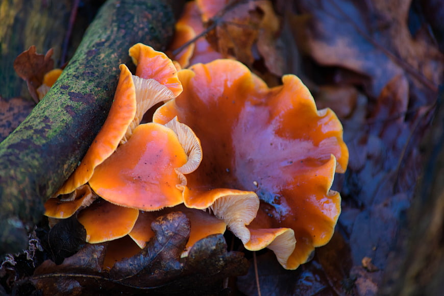 Vibrant Orange Chanterelle Mushrooms on Forest Floor