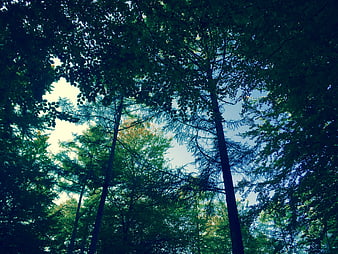 Low angle view of tall forest trees against blue sky