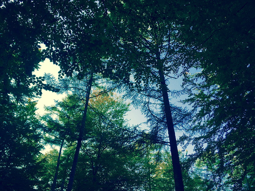 Low angle view of tall forest trees against blue sky