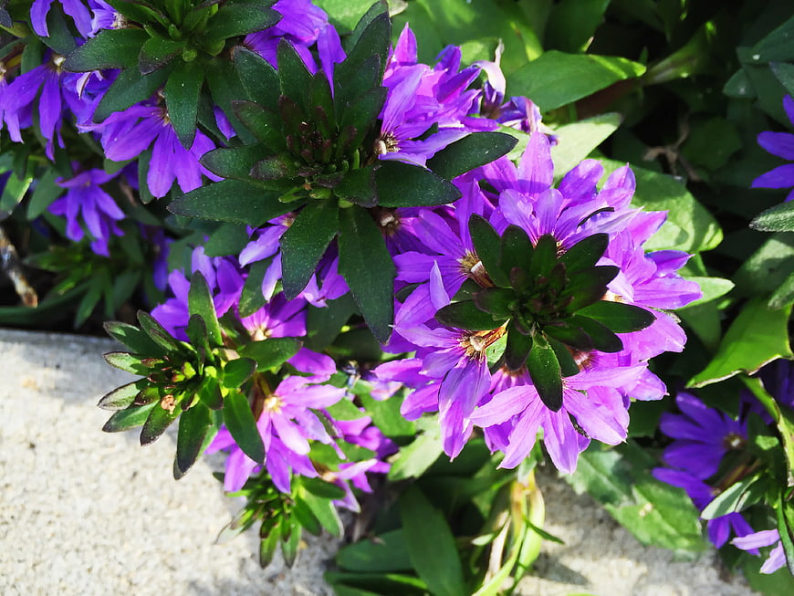 Close-up of vibrant purple flowers with green leaves