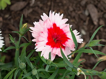 Close-up of Pink and Red Dianthus Flower in Garden