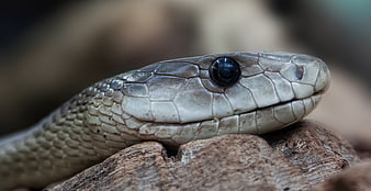 Close-up of a Black Mamba Snake Head on Wood