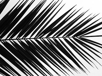 Black and white palm leaf shadow on white background