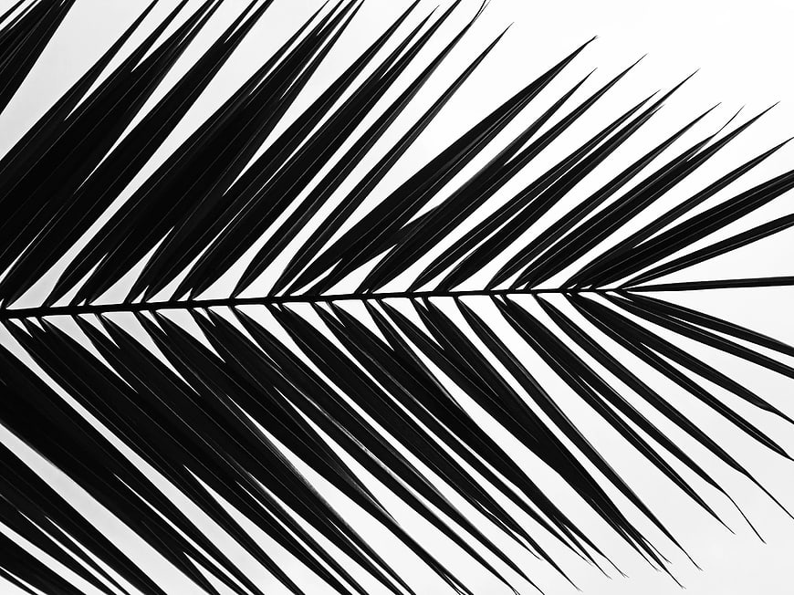 Black and white palm leaf shadow on white background
