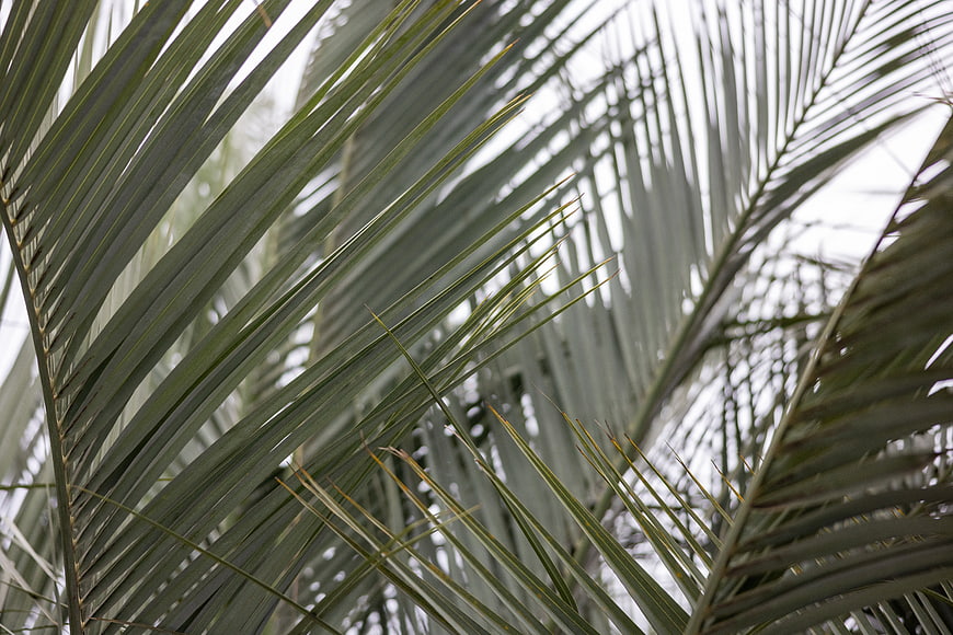 Close-up of green palm fronds against a bright sky