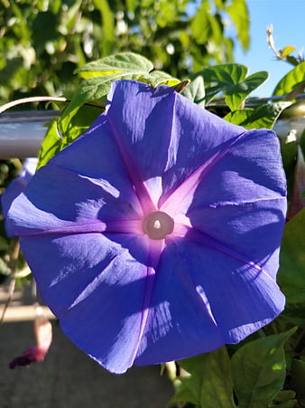 Vibrant Purple Morning Glory Flower in Sunlight