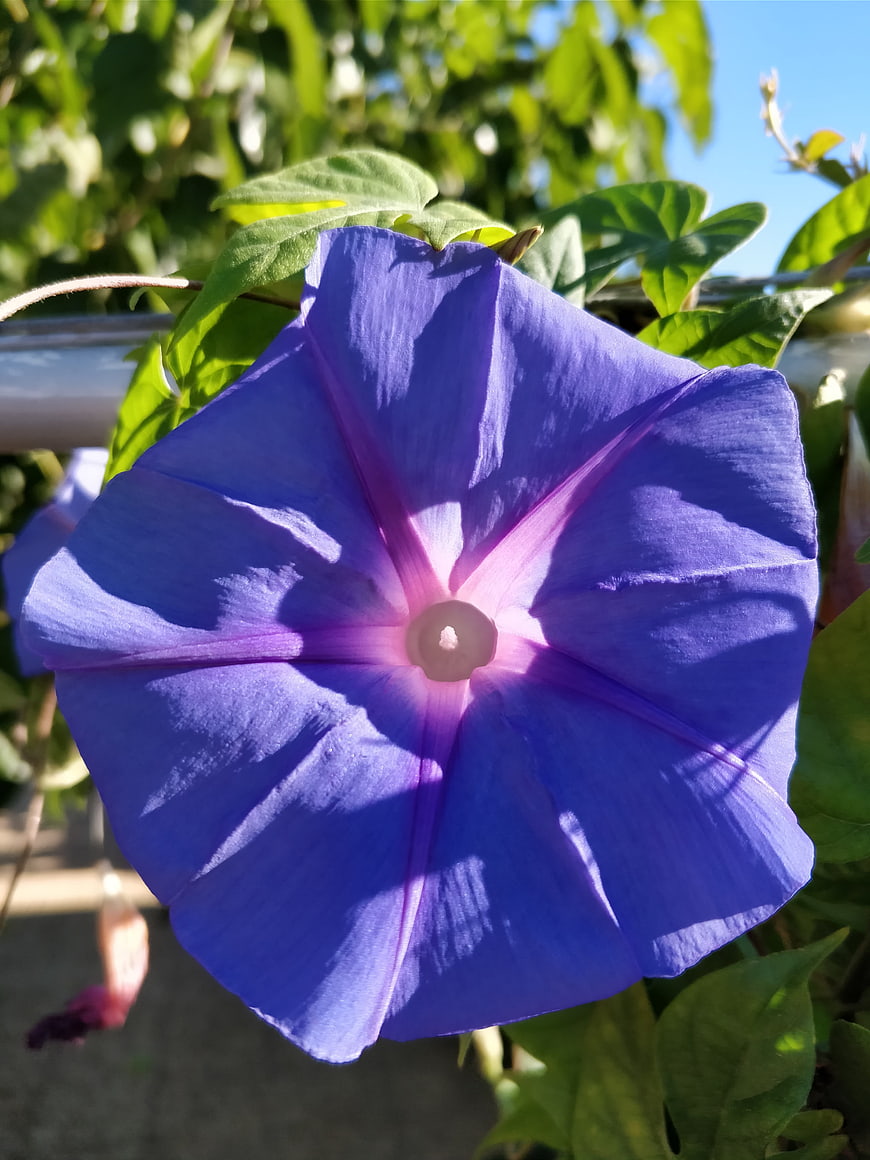 Vibrant Purple Morning Glory Flower in Sunlight