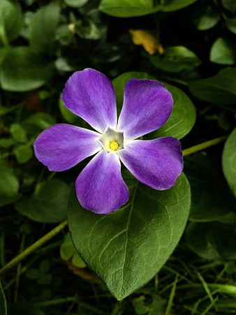 Close-up of a vibrant purple periwinkle flower on green leaves