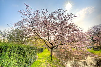Blooming cherry blossom tree by a canal in spring