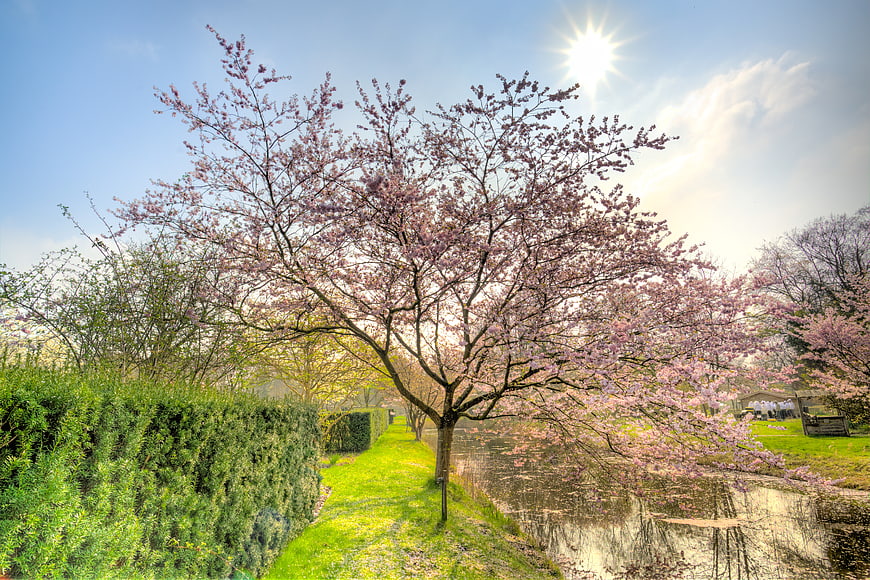 Blooming cherry blossom tree by a canal in spring