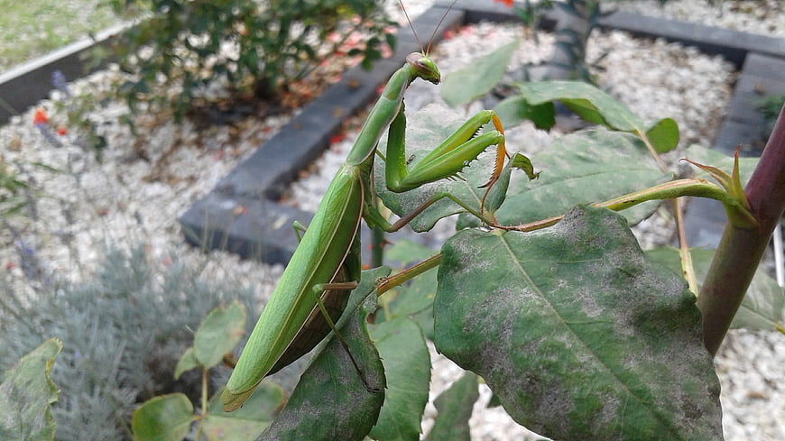Green Praying Mantis on Rose Leaf in Garden