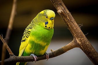 Green and Yellow Budgerigar Perched on a Branch