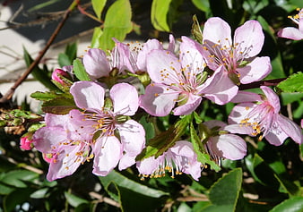 Close-up of pink cherry blossoms in spring sunlight