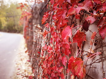 Vibrant red autumn leaves climbing a textured stone wall
