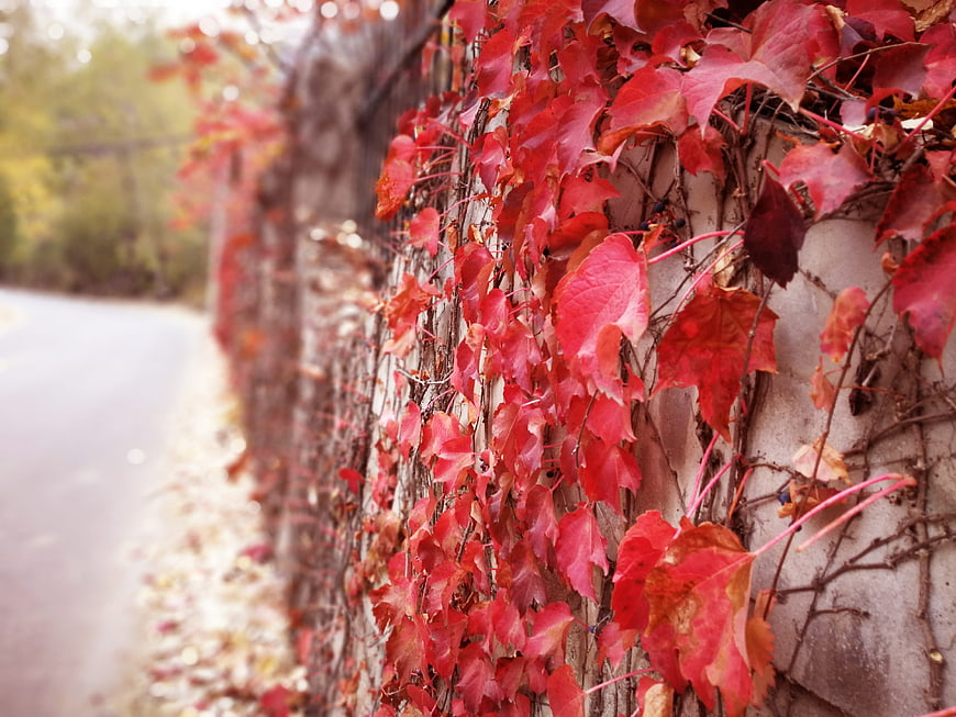 Vibrant red autumn leaves climbing a textured stone wall