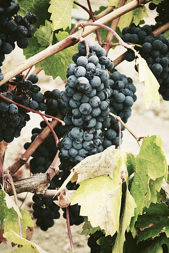 Close-up of ripe dark grapes hanging on vine